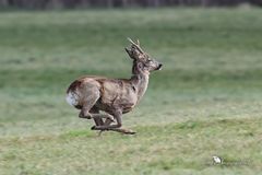 Hochflüchtig