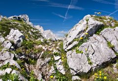 Hochgebirgs-Steingarten