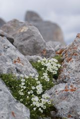 Hochgebirgsblümchen