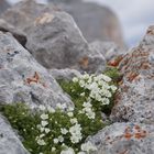 Hochgebirgsblümchen