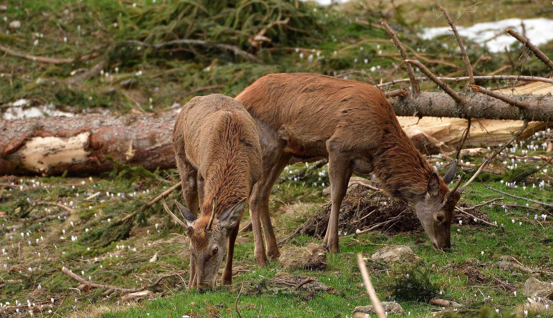 Hochgebirgsrasenpfleger