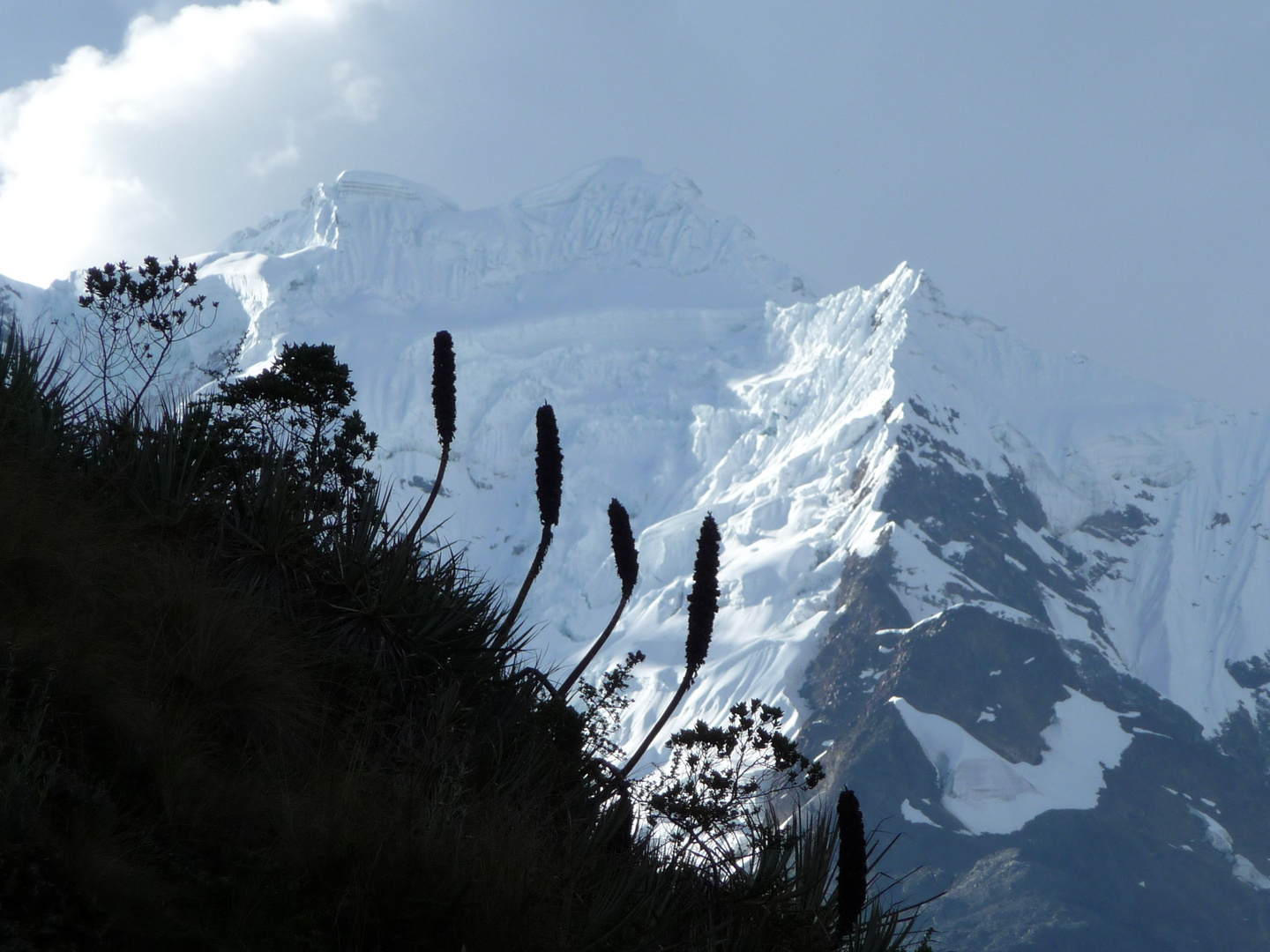 Hochgebirgsvegetation