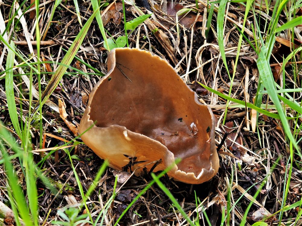 Hochgerippte Becher-Lorchel   Helvella acetabulum