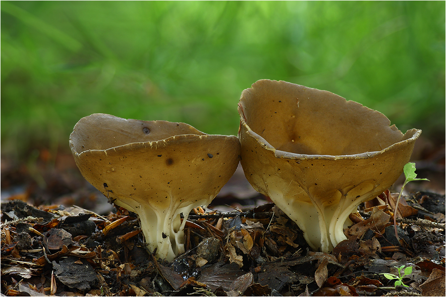 Hochgerippte Becherlorchel (Helvella acetabulum)