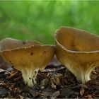 Hochgerippte Becherlorchel (Helvella acetabulum)