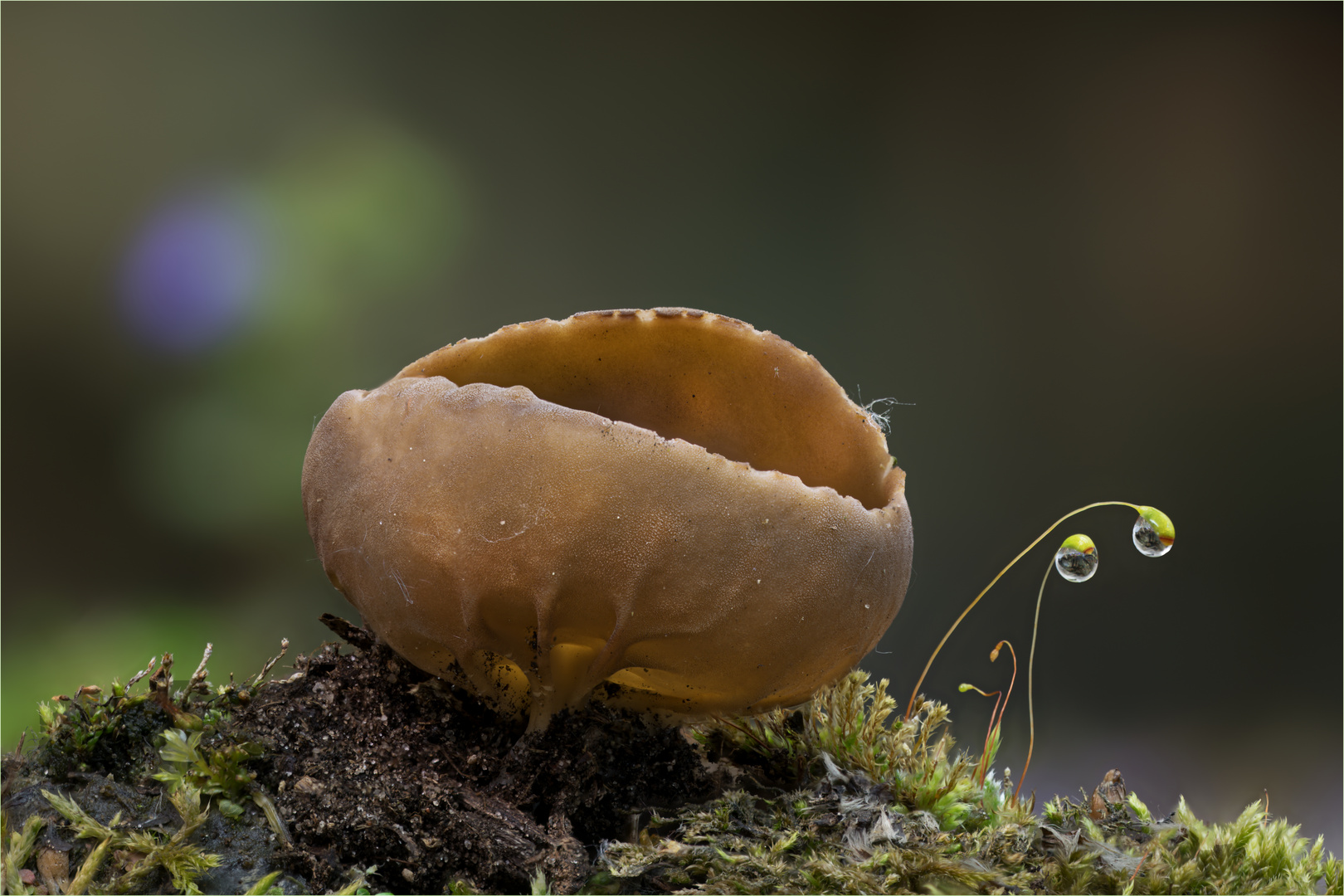 Hochgerippter Becherling  (Helvella acetabulum)