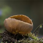 Hochgerippter Becherling  (Helvella acetabulum)