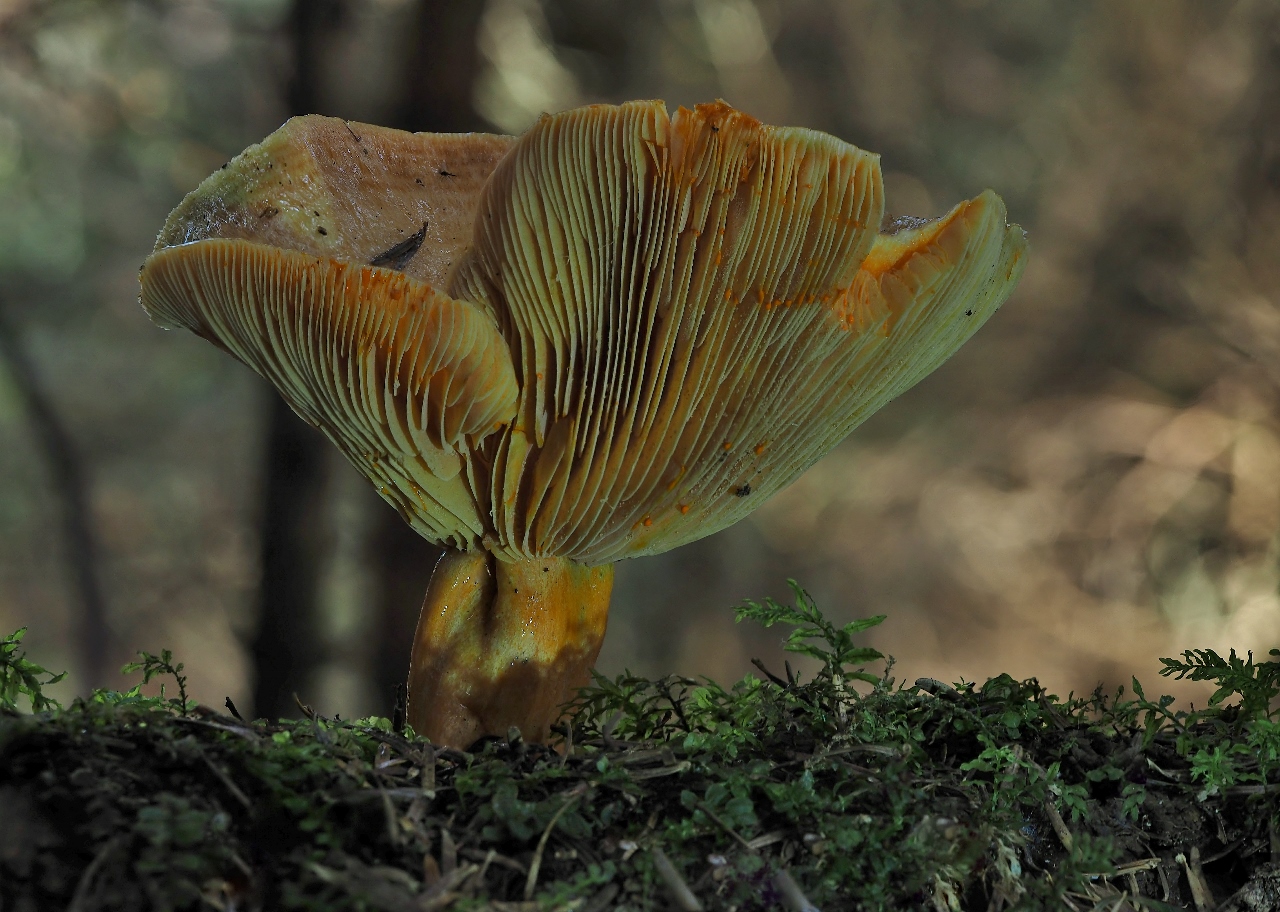 Hochgeschossener Reizker Foto &amp; Bild | pflanzen, pilze &amp; flechten ...