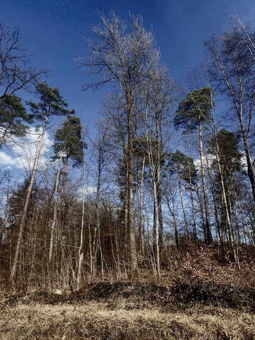 Hochgewachsen und bewegt vom Wind 