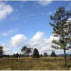 Hochheide auf dem Kahlen Asten