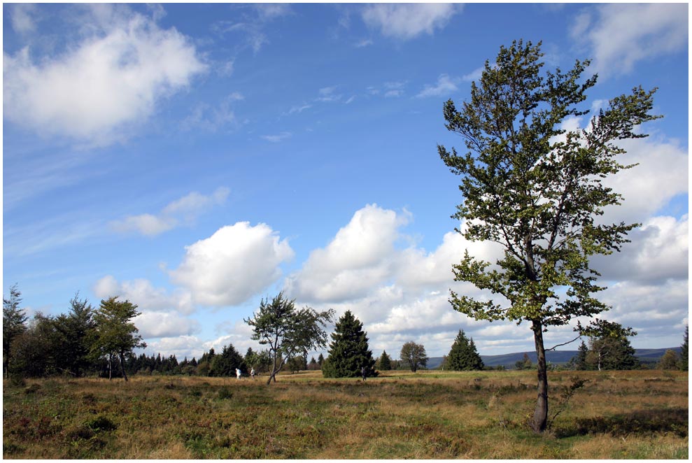 Hochheide auf dem Kahlen Asten