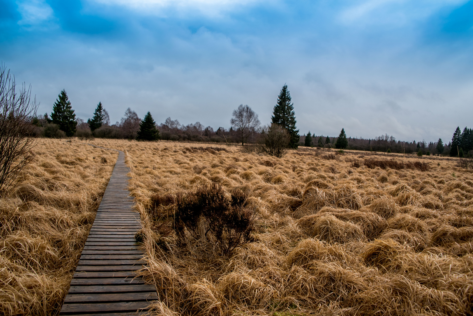 Hochheide bei nahendem Frühjahr - Hohes Venn am letzten WE