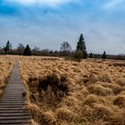 Hochheide bei nahendem Frühjahr - Hohes Venn am letzten WE