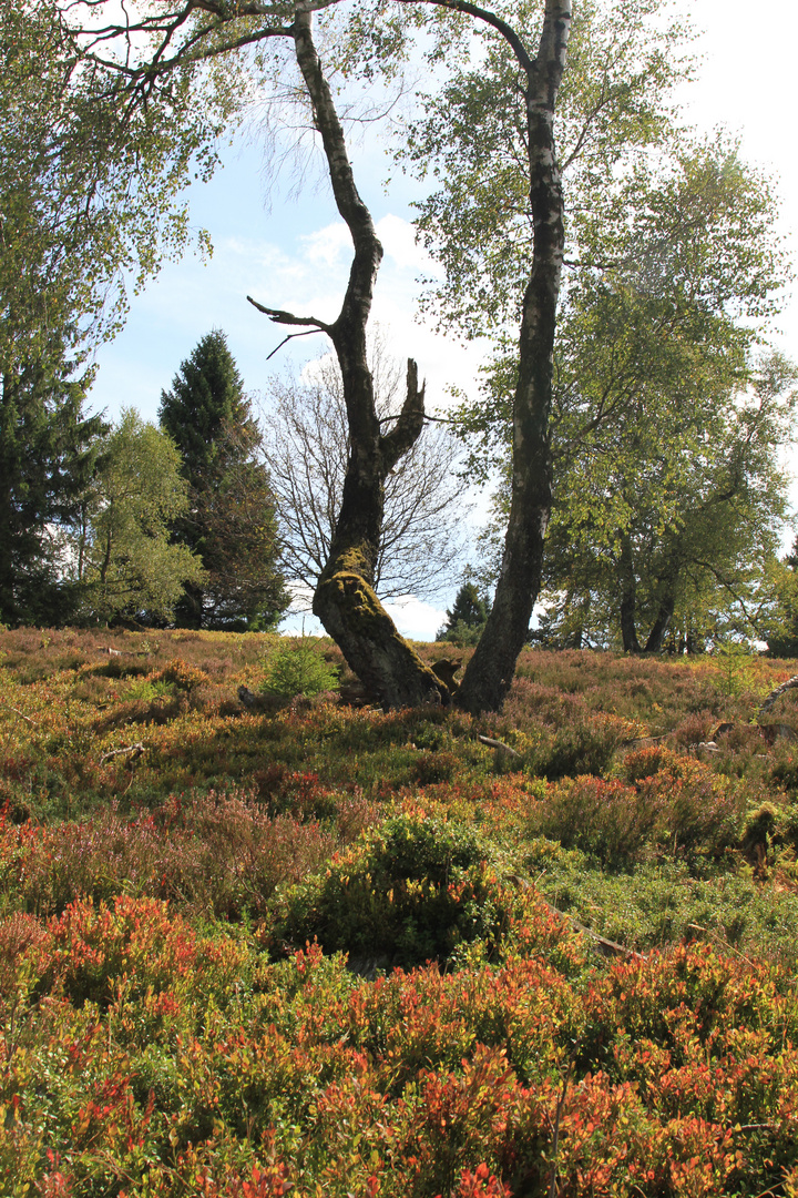 Hochheide  bei Niedersfeld