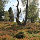 Hochheide  bei Niedersfeld