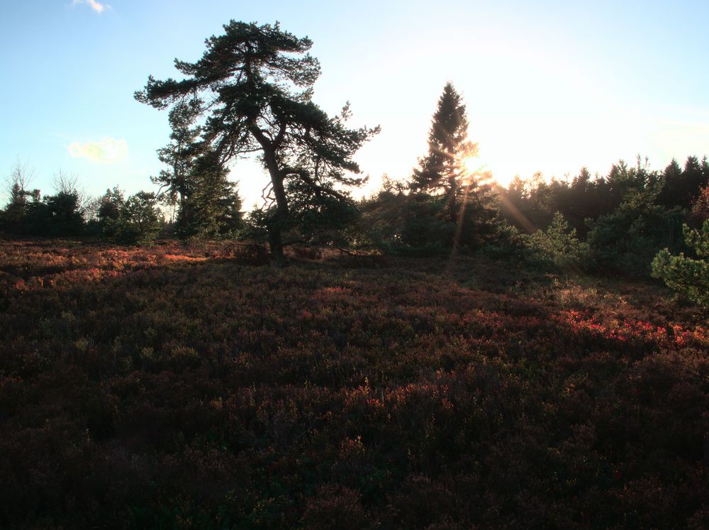 Hochheide bei Niedersfeld im Spätherbst