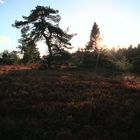 Hochheide bei Niedersfeld im Spätherbst