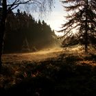 Hochheide im Nebel 