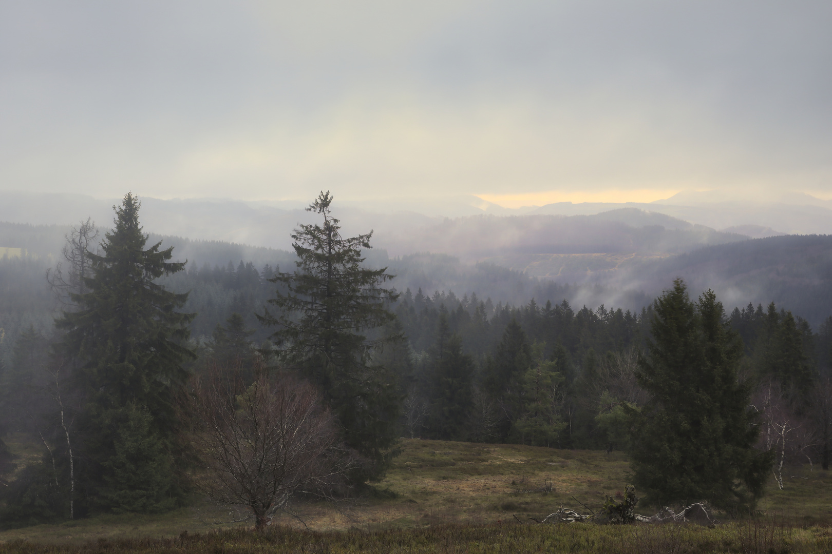 Hochheide im Nebel