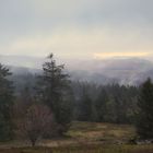 Hochheide im Nebel