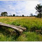 Hochheide in Niedersfeld