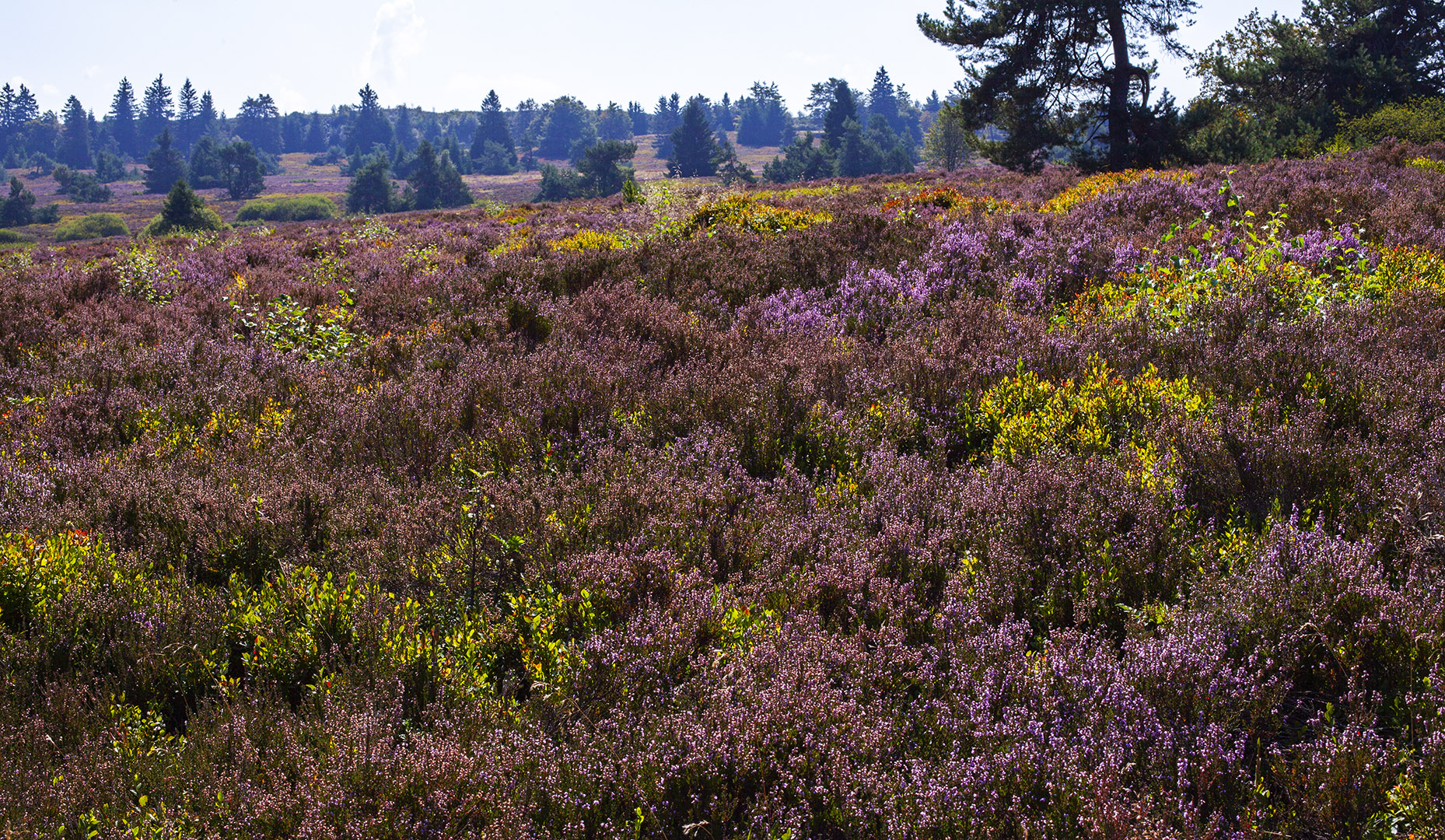 Hochheide Niedersfeld