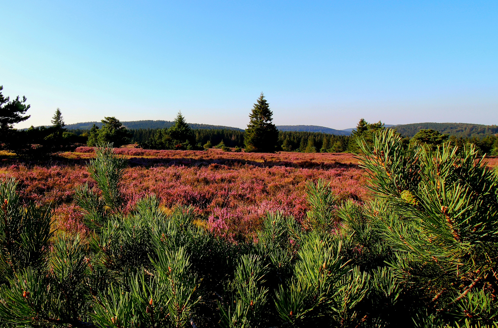 Hochheide Niedersfeld 