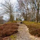 Hochheide und Blaubeerenflächen