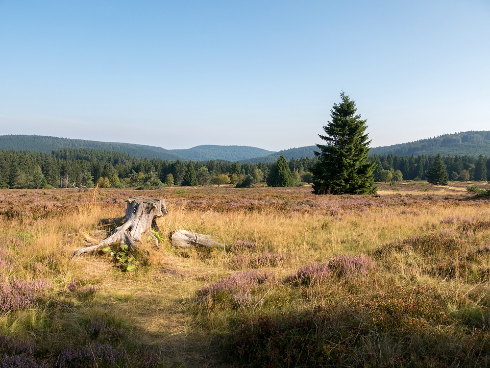 Hochheide unter blauem Himmel