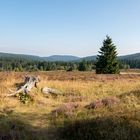 Hochheide unter blauem Himmel