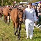 Hochheim Die Pferde werden vorgestellt