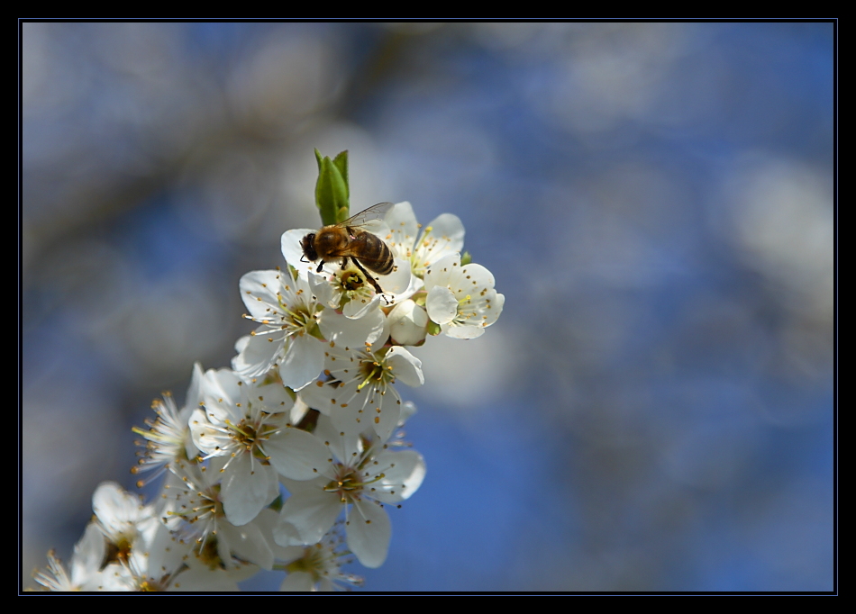 Hochkonjunktur für Bienen