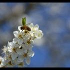 Hochkonjunktur für Bienen