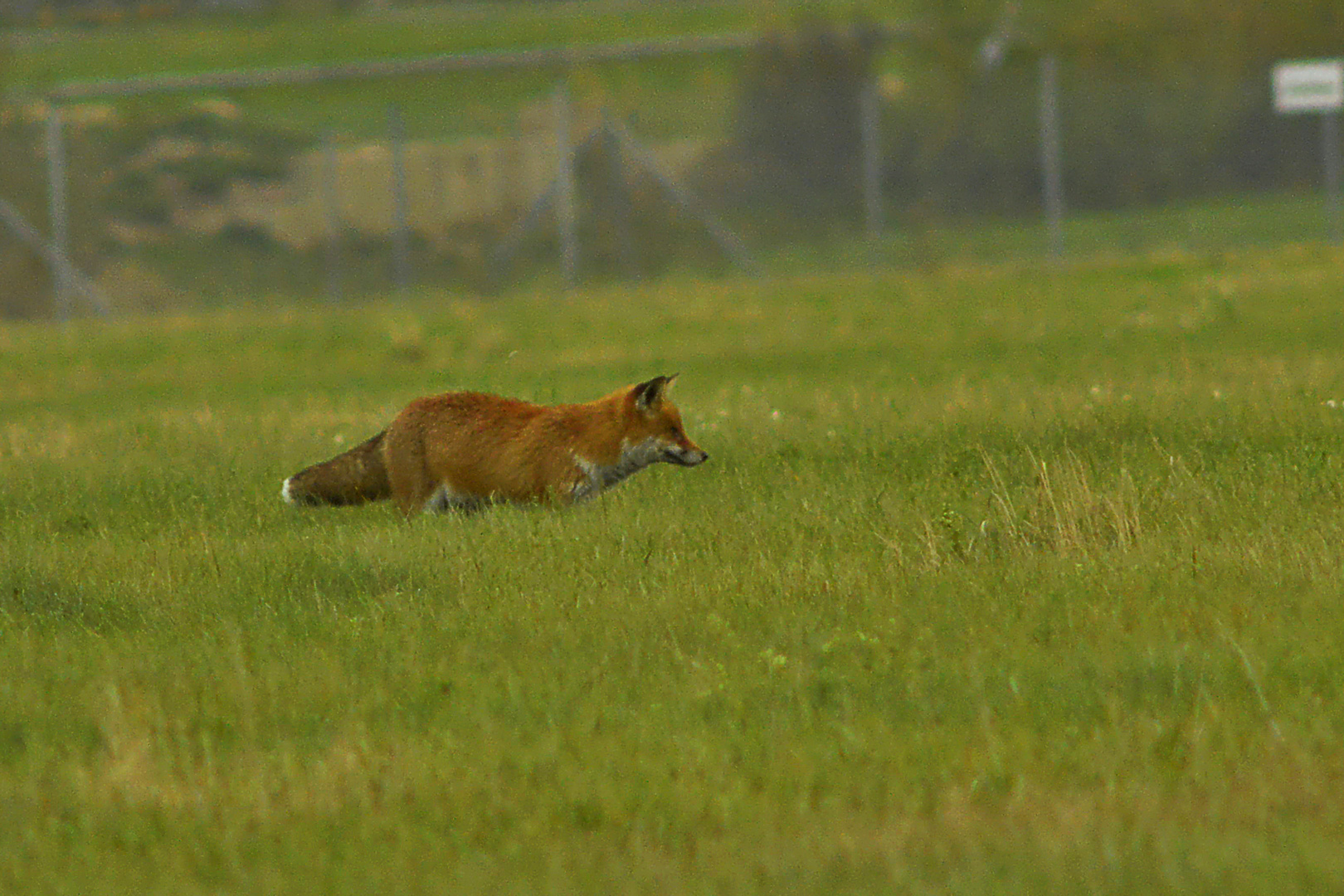 Hochkonzentriert bei der Jagd