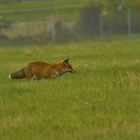 Hochkonzentriert bei der Jagd