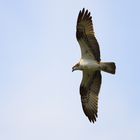 Hochkonzentriert im Jagdflug