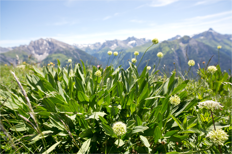 Hochlagen Grünzeuchs