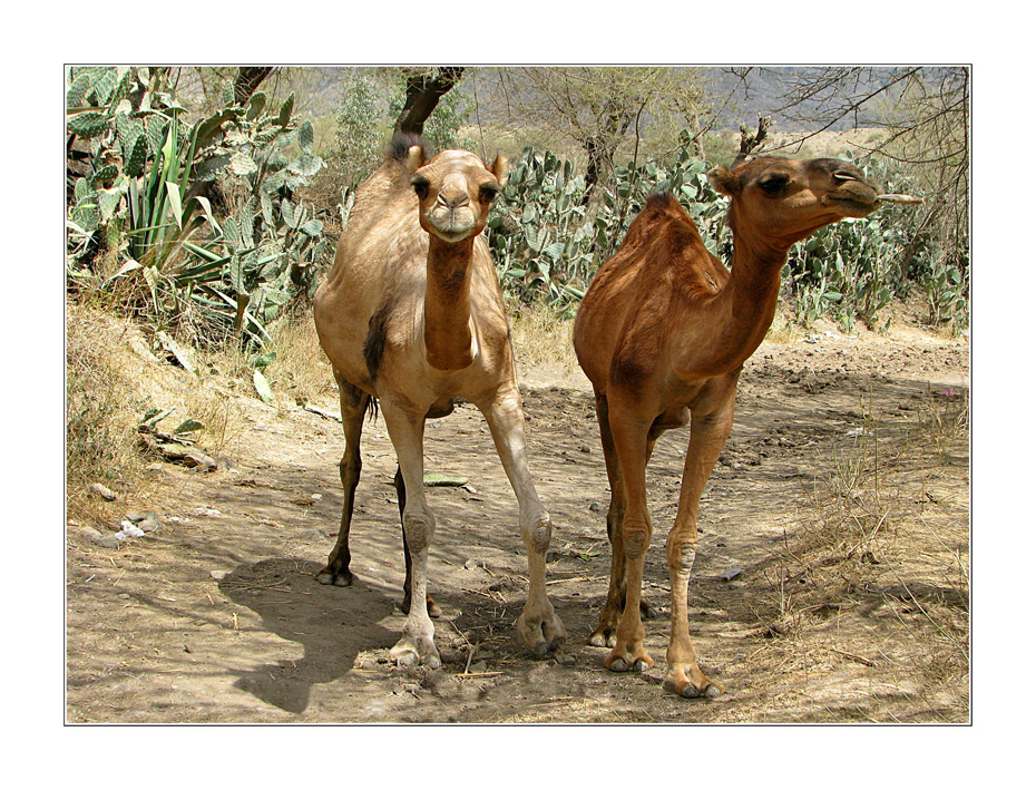 Hochland-Kamele