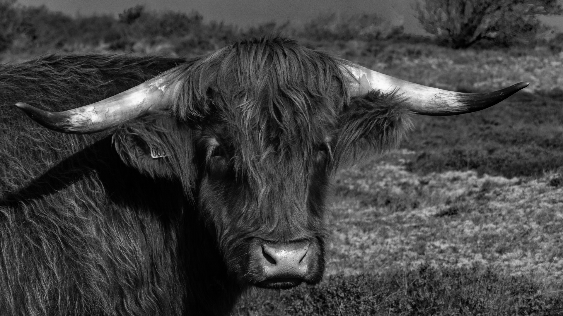 Hochland Rind Highland Cow