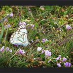 Hochland - Schmetterling