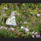 Hochland - Schmetterling