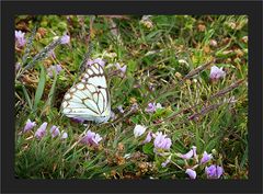 Hochland - Schmetterling
