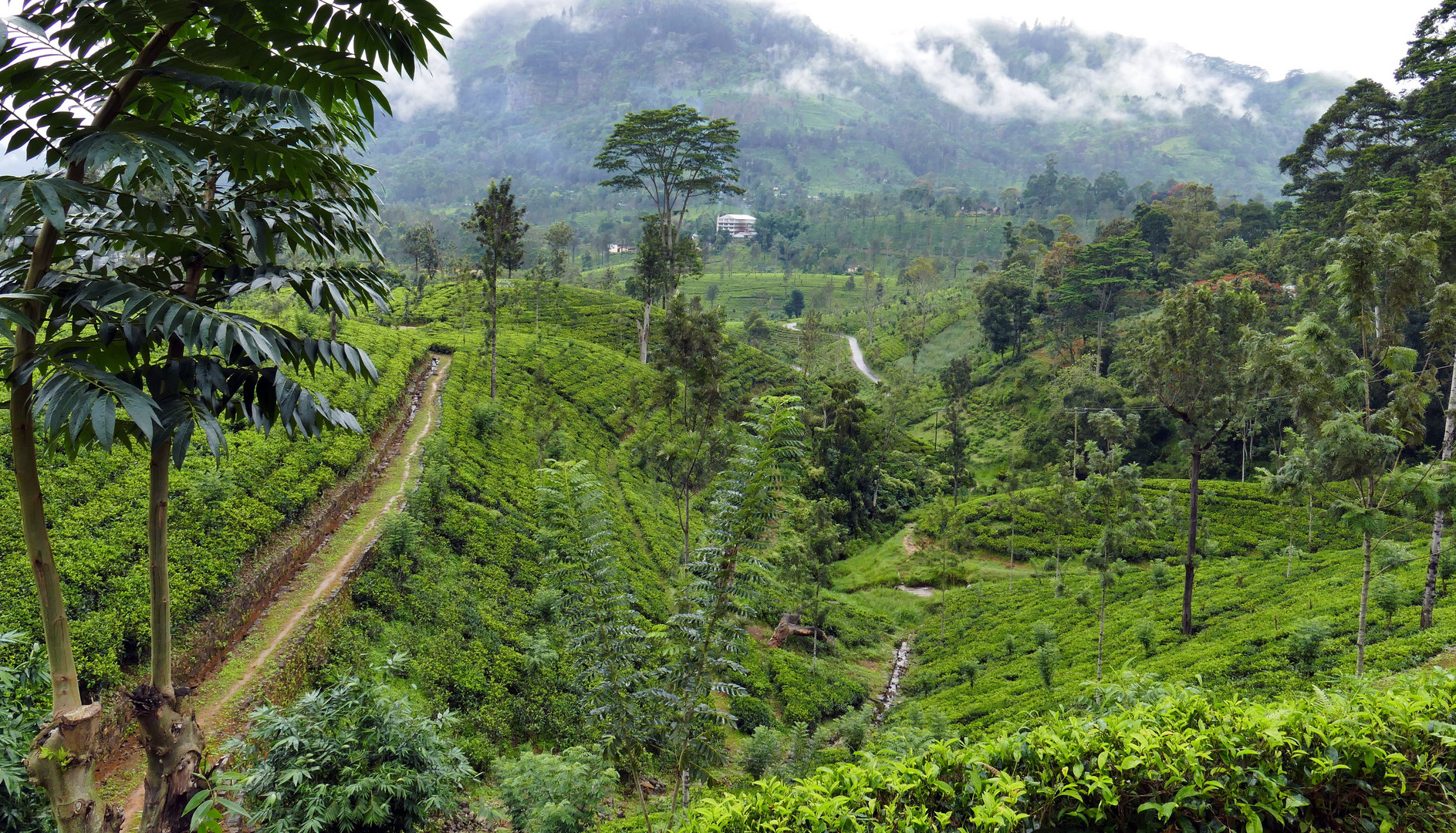 ...Hochland Sri Lanka...