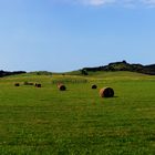 Hochland von Hiddensee - Der Dornbusch