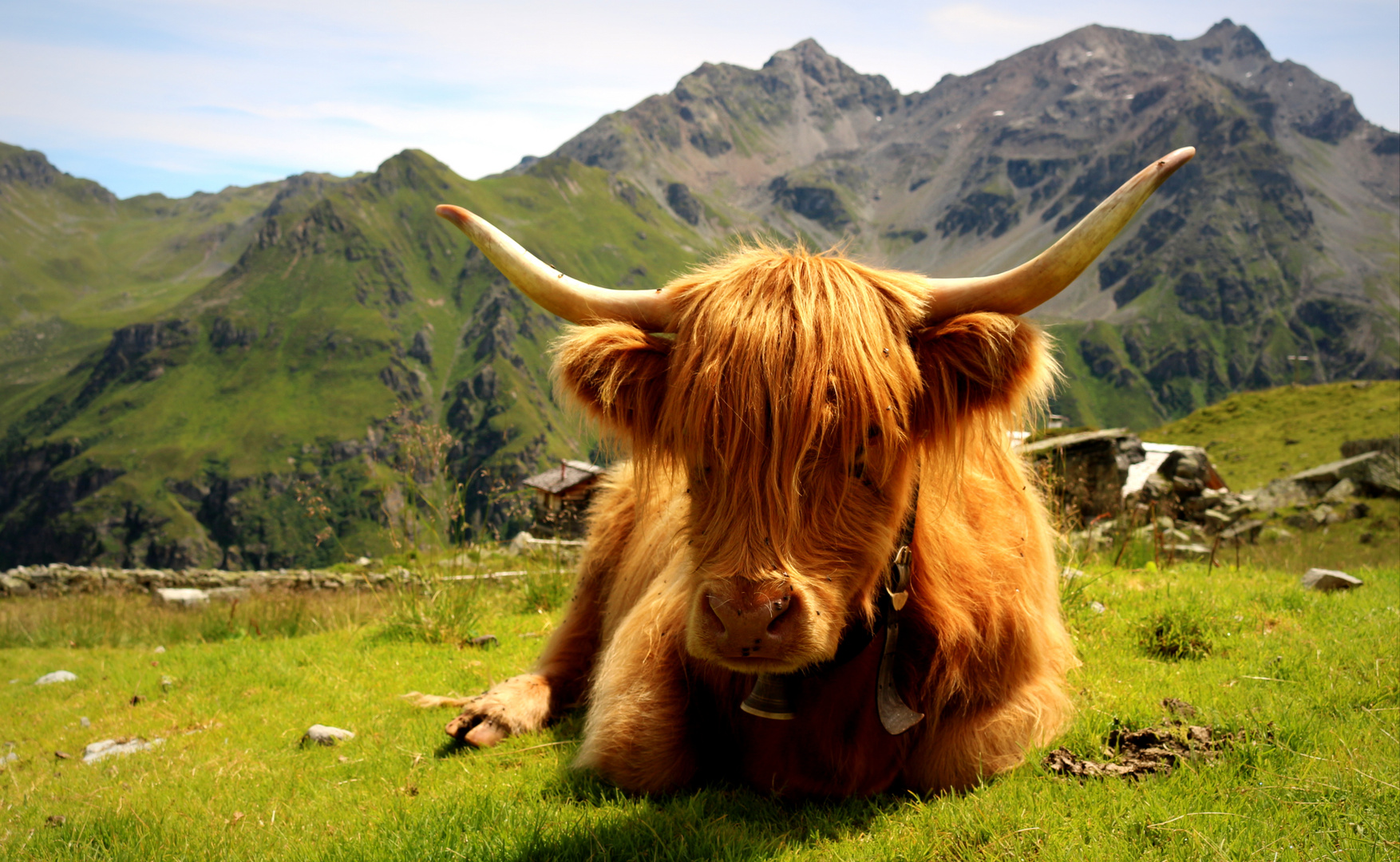 IKEA BILD HOCHLANDRIND: A Comprehensive Guide