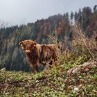 Hochlandrind auf dem Plesch