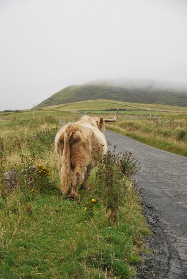 Hochlandrind auf Isle of Skye