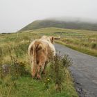 Hochlandrind auf Isle of Skye