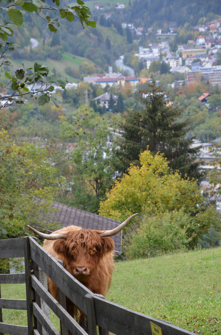 Hochlandrind beobachtet ...