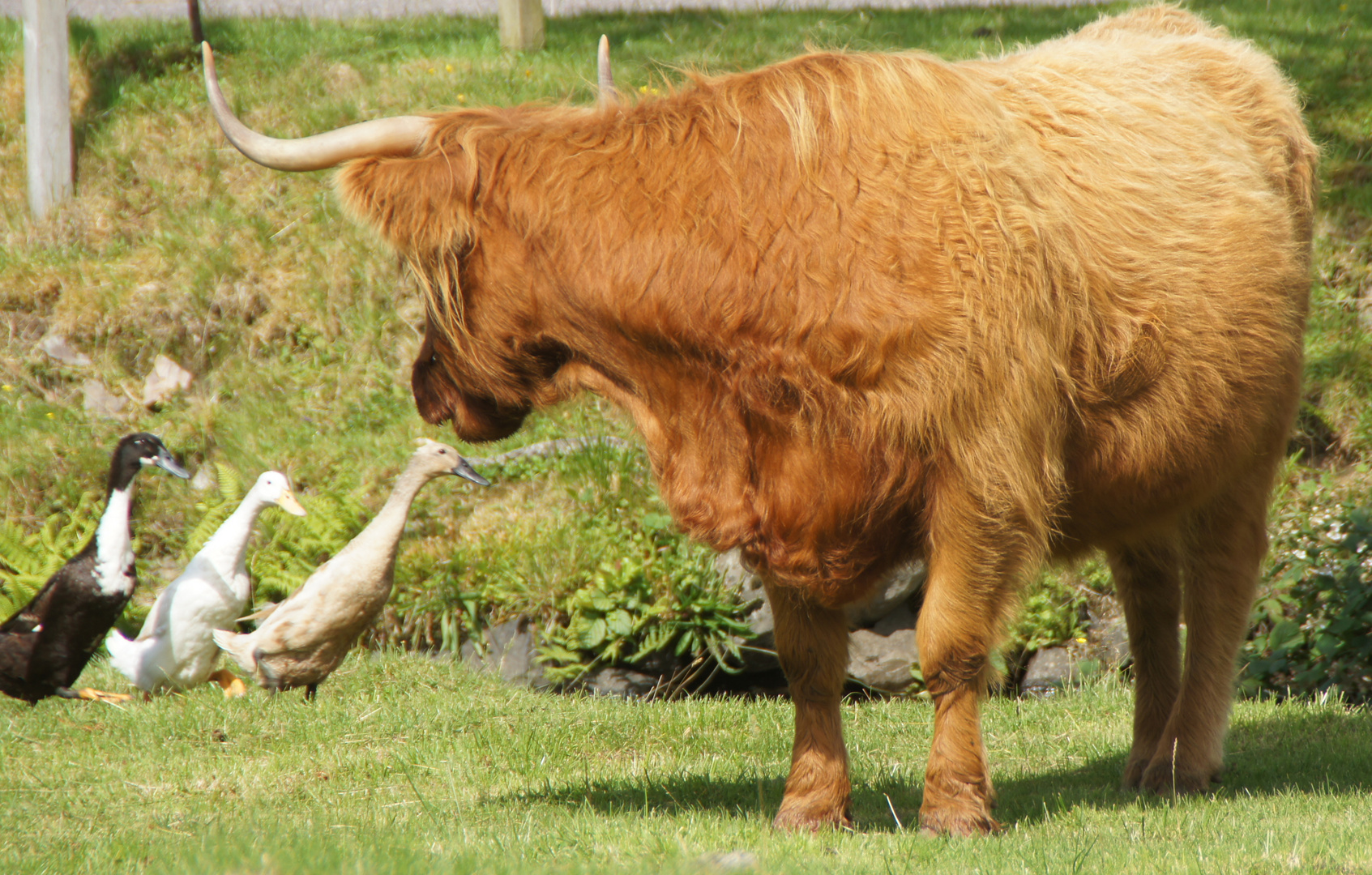 Hochlandrind gesehen auf dem Weg nach Plockton